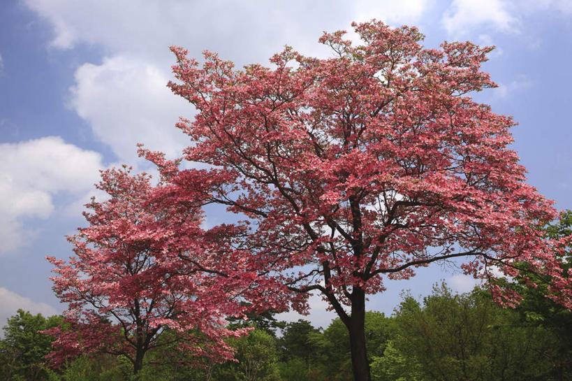 无人,横图,室外,白天,仰视,旅游,度假,美景,树林,植物,日本,亚洲,阴影,盛开,光线,影子,景观,云,云朵,花蕾,云彩,娱乐,花,花瓣,花朵,鲜花,树,树木,红色,蓝色,绿色,白云,蓝天,天空,阳光,自然,天,花苞,花蕊,享受,休闲,景色,放松,生长,成长,自然风光,东亚,山茱萸,本州,关东地方,本州岛,日本国,崎玉,崎玉县,山萸肉,山芋肉,蜀酸枣,天木籽,药枣,萸肉,枣皮,彩图,低角度拍摄