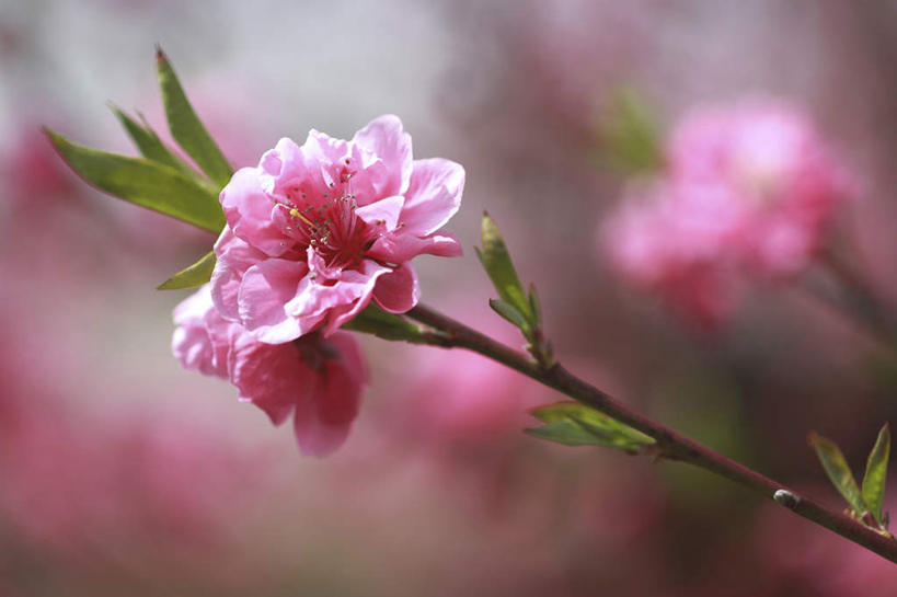 无人,横图,室外,特写,白天,正面,爱情,旅游,度假,美景,树林,植物,桃花,日本,亚洲,阴影,朦胧,模糊,盛开,光线,影子,景观,花蕾,娱乐,花,花瓣,花朵,鲜花,树,树木,粉色,绿色,阳光,自然,花苞,花蕊,享受,休闲,景色,放松,生长,成长,俘虏,自然风光,东亚,本州,关东地方,本州岛,日本国,崎玉,崎玉县,彩图