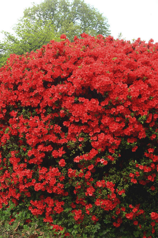 无人,竖图,室外,白天,仰视,旅游,度假,美景,杜鹃花,叶子,东京,日本,亚洲,许多,阴影,盛开,光线,影子,景观,杜鹃,绿叶,花蕾,娱乐,花,花瓣,花朵,鲜花,红色,阳光,自然,花苞,花蕊,享受,休闲,嫩叶,景色,放松,喜悦,克制,自然风光,东亚,本州,关东地方,本州岛,日本国,东京都,红杜鹃,满山红,清明花,清时,山踯躅,红踯躅,节制,欣喜,山石榴,映山红,叶,叶片,彩图,低角度拍摄