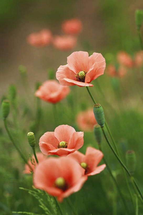 无人,竖图,俯视,室外,特写,白天,旅游,度假,草地,草坪,美景,植物,罂粟,日本,亚洲,许多,阴影,朦胧,模糊,盛开,光线,影子,景观,草药,花蕾,娱乐,中药,草,花,花瓣,花朵,鲜花,粉色,绿色,阳光,自然,花苞,花蕊,享受,休闲,景色,放松,毒品,自然风光,药材,中草药,东亚,中药材,本草,本州,关东地方,本州岛,日本国,止痛,镇静,安眠,崎玉,崎玉县,罂粟花,彩图,高角度拍摄
