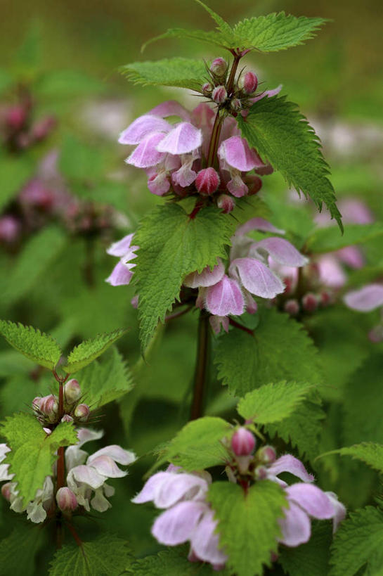 无人,竖图,俯视,室外,特写,白天,旅游,度假,美景,植物,叶子,东京,日本,亚洲,许多,阴影,朦胧,模糊,盛开,光线,影子,景观,绿叶,草药,药草,花蕾,娱乐,中药,花,花瓣,花朵,鲜花,粉色,阳光,自然,花苞,花蕊,享受,休闲,嫩叶,景色,放松,自然风光,药材,中草药,东亚,中药材,本草,本州,关东地方,本州岛,日本国,东京都,刺荨麻,叶,叶片,彩图,高角度拍摄