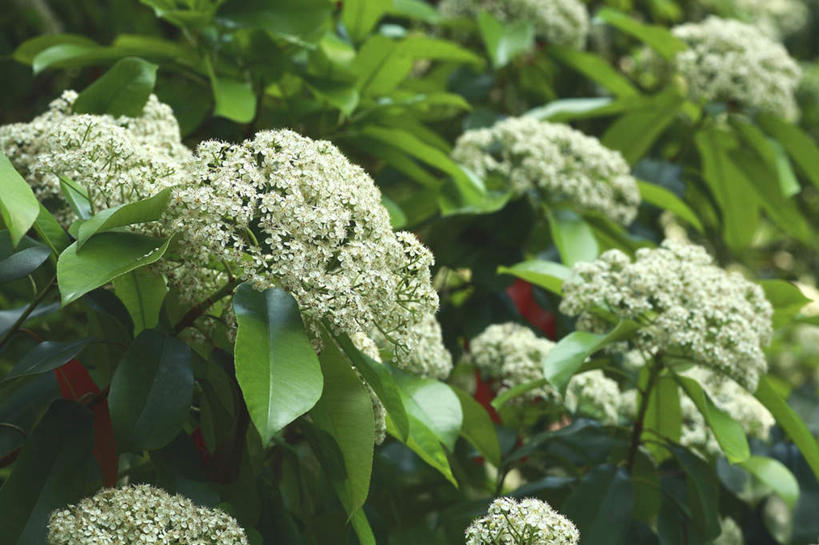 无人,横图,俯视,室外,白天,旅游,度假,草地,草坪,美景,植物,叶子,东京,日本,亚洲,阴影,盛开,光线,影子,景观,绿叶,花蕾,娱乐,草,花,花瓣,花朵,鲜花,绿色,白色,阳光,自然,花苞,花蕊,享受,休闲,嫩叶,景色,放松,灌木,自然风光,东亚,本州,关东地方,本州岛,日本国,东京都,叶,叶片,彩图,高角度拍摄