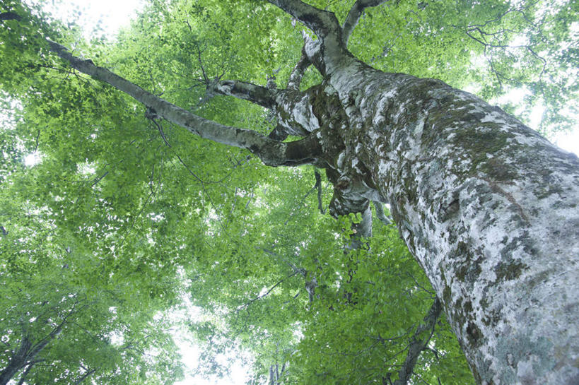 无人,横图,室外,白天,仰视,旅游,度假,美景,森林,树林,植物,日本,亚洲,阴影,光线,影子,景观,娱乐,树,树木,蓝色,绿色,蓝天,天空,阳光,自然,天,享受,休闲,景色,放松,生长,成长,自然风光,东亚,山毛榉,本州,本州岛,日本国,青森,青森县,东北地方,麻栎金刚,山毛榉树,彩图,低角度拍摄