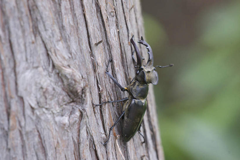 无人,横图,室外,特写,白天,正面,旅游,度假,美景,植物,日本,亚洲,阴影,朦胧,模糊,光线,昆虫,影子,景观,注视,娱乐,树,树木,一只,绿色,黑色,阳光,自然,动物,观察,看,趴着,享受,休闲,景色,放松,生长,成长,观看,察看,关注,自然风光,益虫,东亚,鹿角锹虫,本州,本州岛,日本国,青森,青森县,东北地方,趴,彩图,全身