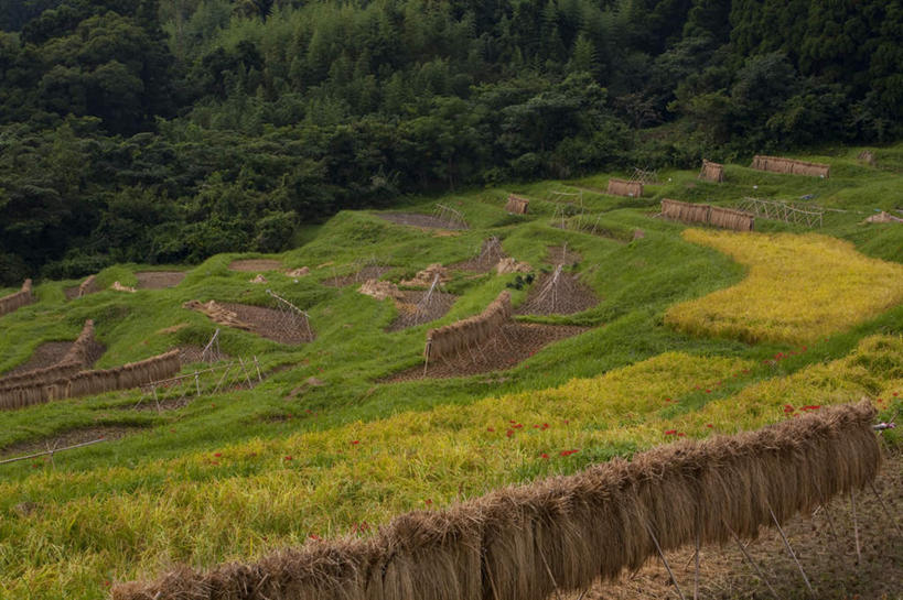 无人,农田,横图,俯视,室外,白天,旅游,度假,农业,庄稼,农作物,草地,草坪,美景,森林,山,山脉,树林,植物,日本,亚洲,一堆,阴影,堆叠,堆积,光线,影子,草堆,稻田,景观,山峰,云,云朵,山峦,千叶县,云彩,娱乐,草,树,树木,蓝色,绿色,白云,蓝天,天空,阳光,自然,群山,天,享受,休闲,景色,放松,生长,成长,堆,自然风光,东亚,本州,关东地方,本州岛,日本国,千叶,彩图,高角度拍摄,耕地,庄稼田