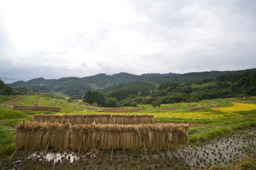 无人,农田,横图,室外,白天,正面,旅游,度假,农业,庄稼,农作物,草地,草坪,美景,森林,山,山脉,树林,植物,日本,亚洲,阴影,光线,影子,稻田,景观,山峰,云,云朵,山峦,千叶县,云彩,娱乐,草,树,树木,蓝色,绿色,白云,蓝天,天空,阳光,自然,群山,天,享受,休闲,景色,放松,生长,成长,自然风光,东亚,本州,关东地方,本州岛,日本国,千叶,彩图,耕地,庄稼田