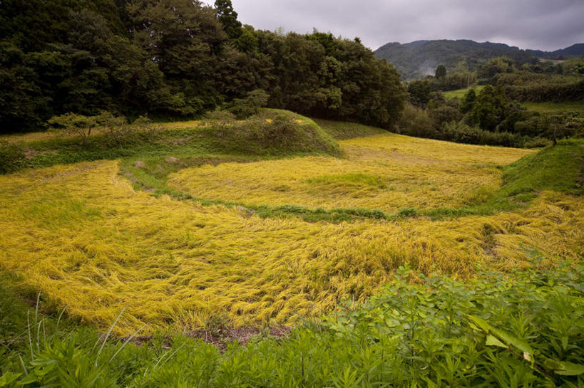 无人,农田,横图,室外,白天,正面,旅游,度假,农业,庄稼,农作物,草地,草坪,美景,森林,山,山脉,树林,植物,日本,亚洲,阴影,光线,影子,稻田,景观,山峰,云,云朵,山峦,千叶县,云彩,娱乐,草,树,树木,蓝色,绿色,白云,蓝天,天空,阳光,自然,群山,天,享受,休闲,景色,放松,生长,成长,自然风光,东亚,本州,关东地方,本州岛,日本国,千叶,彩图,耕地,庄稼田