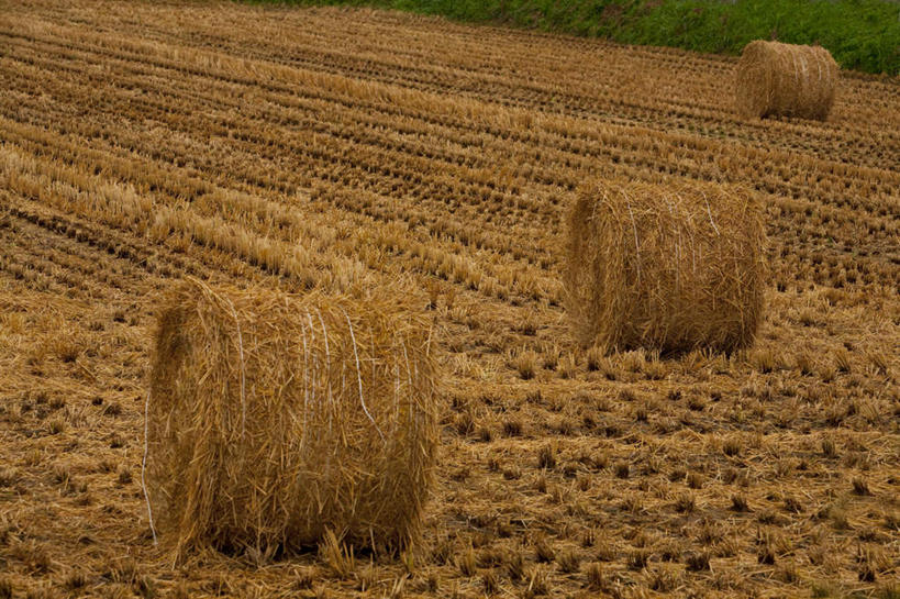 无人,农田,横图,室外,白天,正面,旅游,度假,农业,庄稼,农作物,草地,草坪,美景,森林,山,山脉,树林,植物,日本,亚洲,阴影,光线,影子,稻田,景观,山峰,干草,干草堆,山峦,千叶县,娱乐,草,树,树木,三个,绿色,阳光,自然,草垛,群山,享受,休闲,球体,景色,放松,生长,成长,自然风光,圆柱体,东亚,本州,关东地方,本州岛,日本国,千叶,干草垛,彩图,耕地,庄稼田