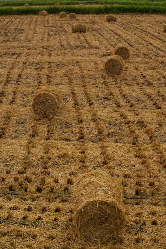 无人,农田,竖图,俯视,室外,白天,旅游,度假,农业,庄稼,农作物,草地,草坪,美景,森林,山,山脉,树林,植物,日本,亚洲,许多,阴影,光线,影子,稻田,景观,山峰,干草,干草堆,山峦,千叶县,娱乐,草,树,树木,绿色,阳光,自然,草垛,群山,享受,休闲,球体,景色,放松,生长,成长,自然风光,圆柱体,东亚,本州,关东地方,本州岛,日本国,千叶,干草垛,彩图,高角度拍摄,耕地,庄稼田
