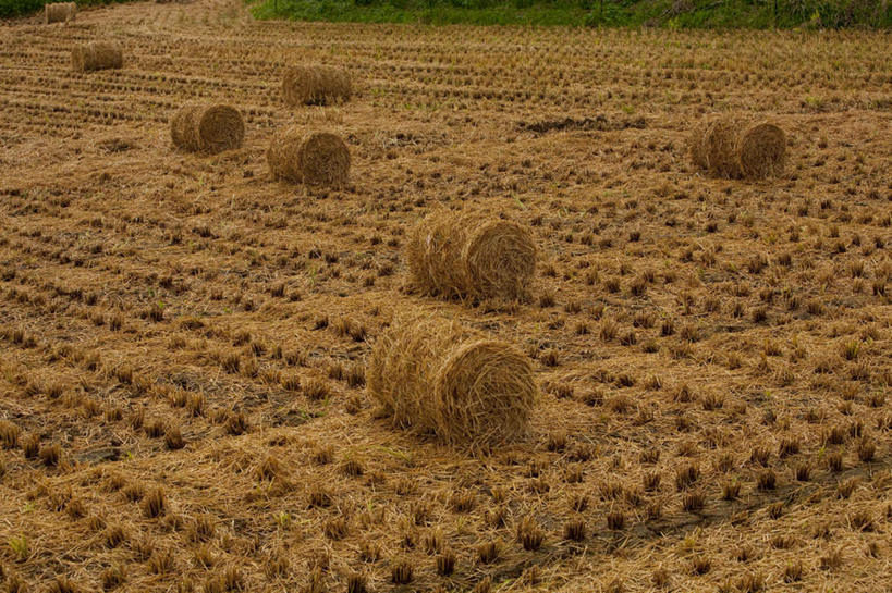 无人,农田,横图,俯视,室外,白天,旅游,度假,农业,庄稼,农作物,草地,草坪,美景,森林,山,山脉,树林,植物,日本,亚洲,许多,阴影,光线,影子,稻田,景观,山峰,干草,干草堆,山峦,千叶县,娱乐,草,树,树木,绿色,阳光,自然,草垛,群山,享受,休闲,球体,景色,放松,生长,成长,自然风光,圆柱体,东亚,本州,关东地方,本州岛,日本国,千叶,干草垛,彩图,高角度拍摄,耕地,庄稼田