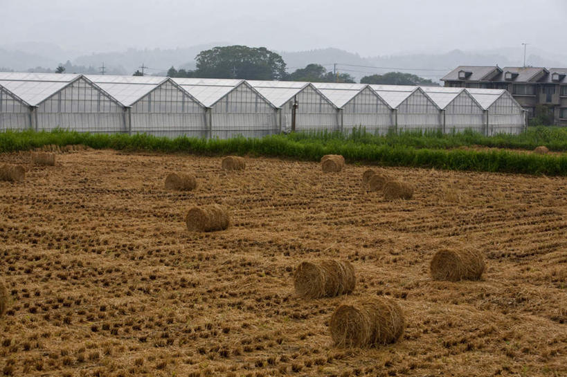 无人,农田,横图,室外,白天,正面,旅游,度假,农业,庄稼,农作物,草地,草坪,美景,森林,山,山脉,树林,植物,日本,亚洲,一排,许多,阴影,整齐,光线,影子,稻田,景观,山峰,云,云朵,干草,干草堆,山峦,千叶县,云彩,温室,娱乐,草,树,树木,排列,蓝色,绿色,白云,蓝天,天空,阳光,自然,草垛,群山,天,享受,休闲,球体,景色,放松,生长,成长,队列,自然风光,圆柱体,东亚,本州,关东地方,本州岛,日本国,千叶,干草垛,彩图,耕地,庄稼田