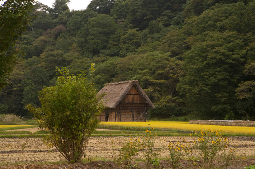 无人,家,农田,横图,室外,白天,正面,旅游,度假,农业,庄稼,农作物,草地,草坪,美景,森林,山,山脉,树林,植物,日本,亚洲,房屋,屋子,草屋,稻田,景观,山峰,山峦,娱乐,住宅,草,树,树木,绿色,自然,茅草屋,群山,享受,休闲,景色,放松,生长,成长,自然风光,东亚,本州,本州岛,日本国,中部地方,岐阜,岐阜县,彩图,耕地,庄稼田,房子,茅舍,茅屋,小屋