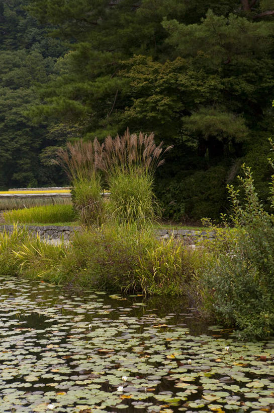 无人,农田,竖图,室外,白天,正面,旅游,度假,农业,庄稼,农作物,草地,草坪,河流,美景,森林,山,山脉,树林,水,植物,日本,亚洲,波纹,稻田,河水,景观,山峰,水流,山峦,娱乐,草,树,树木,绿色,水纹,自然,波浪,群山,享受,休闲,景色,放松,生长,成长,自然风光,东亚,本州,本州岛,日本国,中部地方,岐阜,岐阜县,彩图,耕地,庄稼田