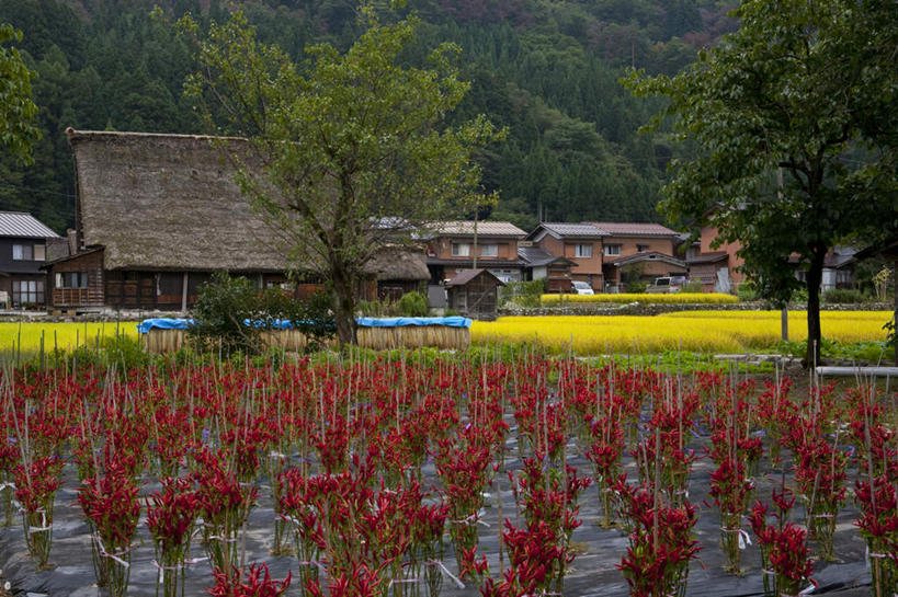 无人,家,农田,横图,室外,白天,正面,旅游,度假,农业,庄稼,农作物,草地,草坪,美景,森林,山,山脉,树林,植物,辣椒,蔬菜,日本,亚洲,新鲜,房屋,屋子,草屋,稻田,景观,山峰,食品,山峦,娱乐,住宅,草,树,树木,食物,红色,绿色,自然,茅草屋,群山,享受,休闲,景色,放松,有机食品,绿色食品,生长,成长,自然风光,东亚,辣角,红海椒,大椒,辣虎,广椒,本州,本州岛,日本国,中部地方,岐阜,岐阜县,辣子,红辣椒,海椒,番椒,彩图,耕地,庄稼田,房子,茅舍,茅屋,小屋