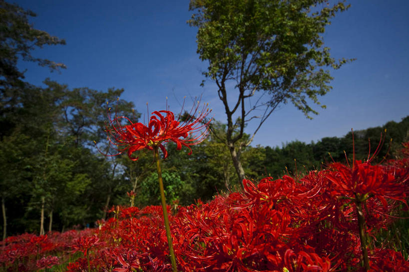 无人,横图,室外,白天,仰视,旅游,度假,草地,草坪,花海,花圃,美景,植物,叶子,日本,亚洲,阴影,盛开,光线,影子,景观,花蕾,娱乐,草,花,花瓣,花朵,花卉,鲜花,树,树木,红色,蓝色,绿色,蓝天,天空,阳光,自然,花丛,花束,花田,天,花苞,花蕊,享受,休闲,景色,放松,生长,晴朗,成长,自然风光,东亚,本州,万里无云,关东地方,本州岛,日本国,蜘蛛百合,崎玉,崎玉县,笹蟹百合,螫蟹花,水鬼蕉,蜘蛛兰,天生丽质,晴空,晴空万里,彩图,低角度拍摄