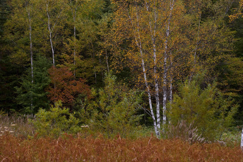 无人,横图,室外,白天,正面,旅游,度假,草地,草坪,河流,美景,森林,山,山脉,树林,水,植物,长野县,日本,亚洲,阴影,光线,影子,河水,景观,山峰,水流,山峦,娱乐,草,树,树木,绿色,阳光,自然,群山,享受,休闲,景色,放松,生长,成长,自然风光,东亚,本州,本州岛,日本国,中部地方,长野,彩图