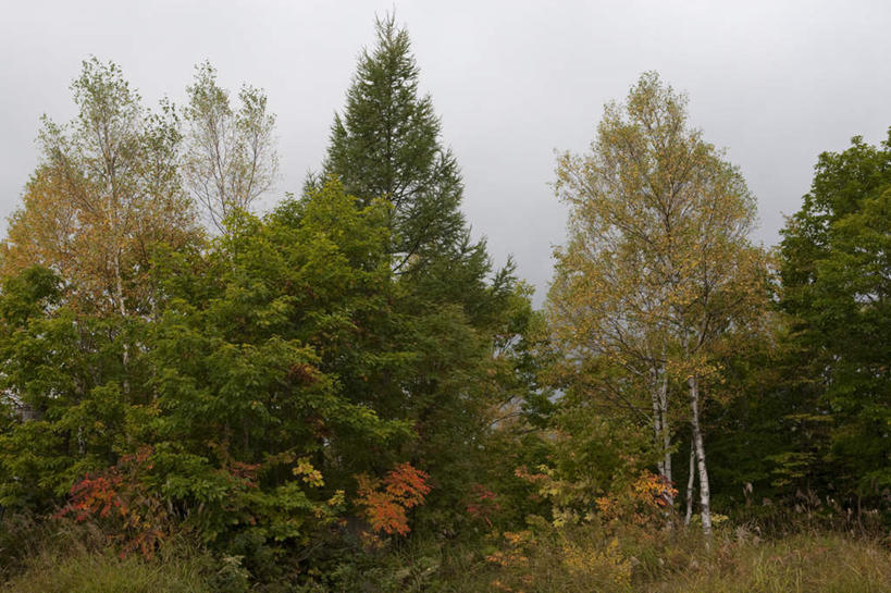 无人,横图,室外,白天,正面,旅游,度假,草地,草坪,河流,美景,森林,山,山脉,树林,水,植物,长野县,日本,亚洲,阴影,光线,影子,河水,景观,山峰,水流,云,云朵,山峦,云彩,娱乐,草,树,树木,蓝色,绿色,白云,蓝天,天空,阳光,自然,群山,天,享受,休闲,景色,放松,生长,成长,自然风光,东亚,本州,本州岛,日本国,中部地方,长野,彩图