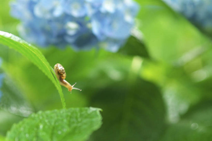无人,横图,俯视,室外,特写,白天,旅游,度假,骄傲,美景,八仙花,野生动物,叶子,日本,亚洲,阴影,朦胧,模糊,光线,蜗牛,影子,景观,绿叶,娱乐,一只,蓝色,阳光,自然,动物,绣球花,趴着,享受,休闲,嫩叶,景色,放松,可爱,大阪,活泼,紫阳花,洋绣球,自然风光,东亚,本州,大阪府,本州岛,日本国,近畿地方,近畿,草绣球,斗球,七变化,粉团花,善变,叶,叶片,趴,彩图,高角度拍摄