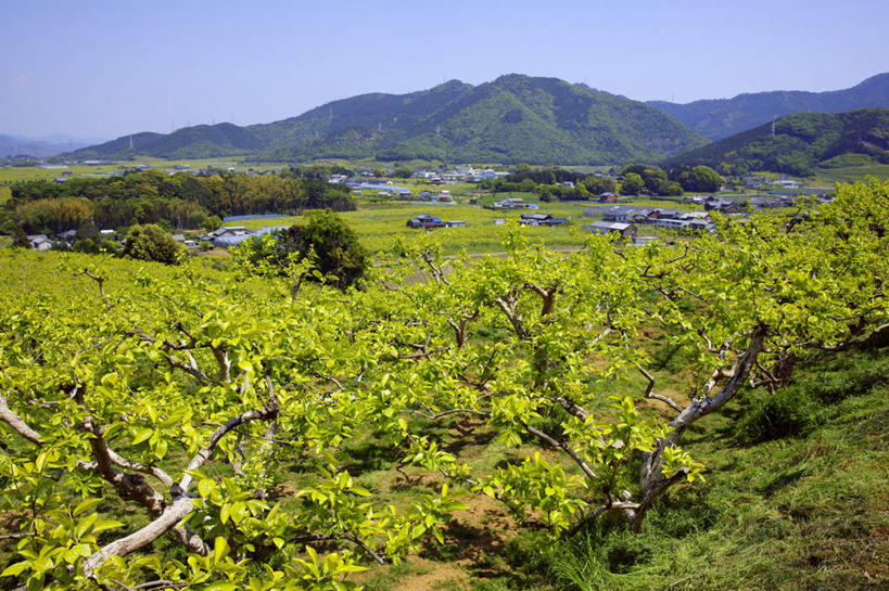 无人,家,农田,农场,横图,室外,白天,仰视,旅游,度假,农业,庄稼,农作物,草地,草坪,美景,山,山脉,植物,道路,路,爱知县,日本,亚洲,电力,电线,电线杆,线,房屋,屋子,稻田,景观,山峰,小路,柿子树,电能,交通,山峦,线路,娱乐,楼房,住宅,草,树,树木,蓝色,绿色,蓝天,天空,自然,群山,天,享受,休闲,景色,放松,乡间小路,生长,晴朗,成长,电,电源,自然风光,能量,东亚,本州,万里无云,本州岛,日本国,中部地方,爱知,晴空,晴空万里,彩图,低角度拍摄,耕地,庄稼田,房子