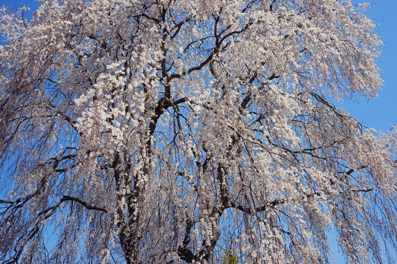 无人,横图,室外,白天,仰视,旅游,度假,美景,植物,樱花,日本,亚洲,一棵,景观,樱花树,枝条,娱乐,树,树干,树木,树枝,蓝色,绿色,蓝天,天空,自然,天,享受,休闲,景色,放松,生长,晴朗,成长,自然风光,东亚,本州,万里无云,本州岛,日本国,中部地方,岐阜,岐阜县,仙樱花,福岛樱,青肤樱,晴空,晴空万里,荆桃,彩图,低角度拍摄