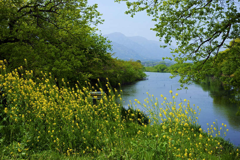 无人,横图,室外,白天,正面,旅游,度假,花海,花圃,河流,美景,山,山脉,水,植物,叶子,日本,亚洲,许多,盛开,河水,景观,山峰,水流,绿叶,山峦,花蕾,娱乐,花,花瓣,花朵,花卉,鲜花,树,树木,黄色,蓝色,绿色,蓝天,天空,自然,花丛,花田,群山,天,花苞,花蕊,油菜花,享受,休闲,嫩叶,景色,放松,生长,晴朗,成长,自然风光,东亚,本州,万里无云,本州岛,日本国,中部地方,岐阜,岐阜县,叶,叶片,晴空,晴空万里,彩图,芸苔,芸薹