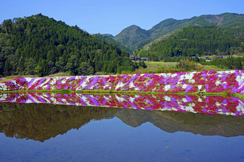 无人,横图,室外,白天,正面,旅游,度假,花海,花圃,河流,美景,山,山脉,水,植物,叶子,日本,亚洲,许多,阴影,盛开,光线,影子,河水,景观,山峰,水流,绿叶,山峦,花蕾,娱乐,花,花瓣,花朵,花卉,鲜花,树,树木,蓝色,绿色,蓝天,天空,阳光,自然,花丛,花田,群山,天,花苞,花蕊,享受,休闲,嫩叶,景色,放松,生长,晴朗,成长,自然风光,东亚,本州,护城河,万里无云,本州岛,日本国,中部地方,岐阜,岐阜县,叶,叶片,晴空,晴空万里,彩图
