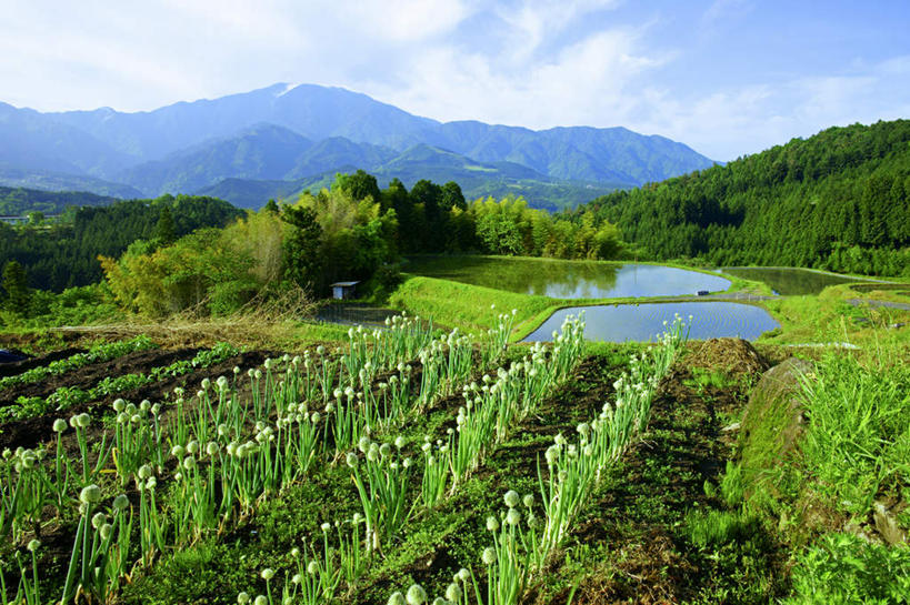 无人,家,农田,横图,室外,白天,仰视,旅游,度假,农业,庄稼,农作物,美景,山,山脉,植物,蔬菜,日本,亚洲,一排,整齐,房屋,屋子,草屋,稻田,景观,山峰,云,云朵,葱,青葱,山峦,云彩,娱乐,住宅,树,树木,排列,蓝色,绿色,白云,蓝天,天空,自然,茅草屋,群山,天,享受,休闲,景色,放松,生长,晴朗,成长,队列,自然风光,东亚,本州,本州岛,日本国,中部地方,岐阜,岐阜县,晴空,彩图,低角度拍摄,耕地,庄稼田,房子,茅舍,茅屋,小屋