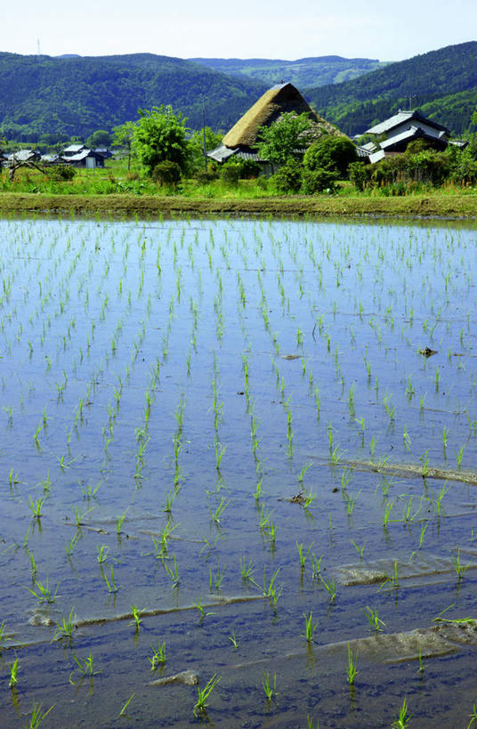 无人,家,农田,竖图,室外,白天,仰视,旅游,度假,农业,庄稼,农作物,草地,草坪,美景,山,山脉,日本,亚洲,阴影,光线,影子,房屋,屋子,草屋,稻田,景观,山峰,山峦,娱乐,住宅,草,蓝色,蓝天,天空,阳光,自然,茅草屋,群山,天,享受,休闲,景色,放松,晴朗,自然风光,东亚,本州,万里无云,本州岛,日本国,中部地方,岐阜,岐阜县,晴空,晴空万里,彩图,低角度拍摄,耕地,庄稼田,房子,茅舍,茅屋,小屋