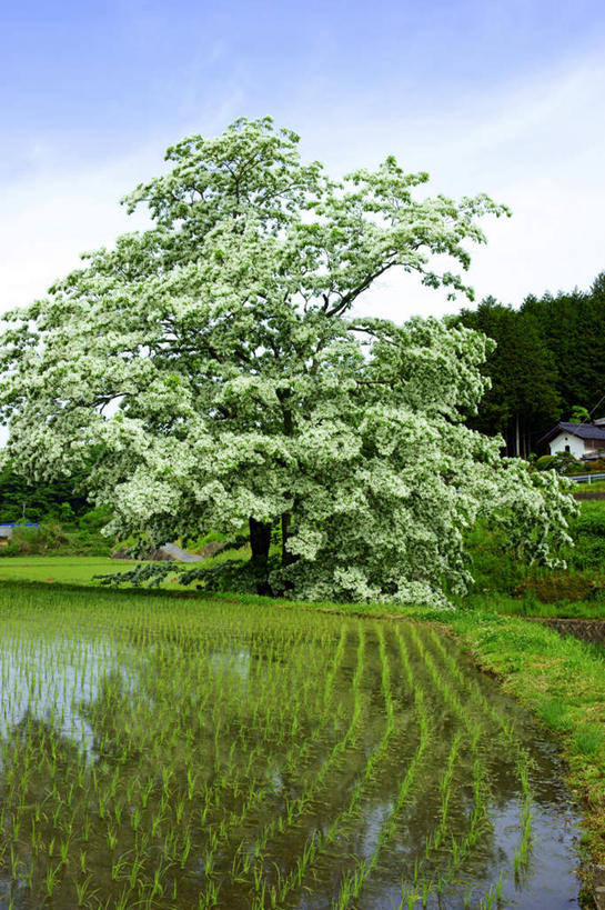 无人,家,农田,竖图,室外,白天,仰视,旅游,度假,农业,庄稼,农作物,草地,草坪,美景,山,山脉,日本,亚洲,阴影,光线,影子,房屋,屋子,草屋,稻田,景观,山峰,山峦,娱乐,住宅,草,蓝色,蓝天,天空,阳光,自然,茅草屋,群山,天,享受,休闲,景色,放松,晴朗,自然风光,东亚,本州,万里无云,本州岛,日本国,中部地方,岐阜,岐阜县,晴空,晴空万里,彩图,低角度拍摄,耕地,庄稼田,房子,茅舍,茅屋,小屋