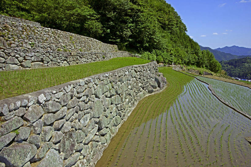 无人,家,农田,横图,室外,白天,正面,旅游,度假,农业,庄稼,农作物,美景,山,山脉,植物,日本,亚洲,房屋,屋子,稻田,景观,山峰,山峦,娱乐,楼房,住宅,树,树木,蓝色,绿色,蓝天,天空,自然,群山,天,享受,休闲,景色,放松,生长,晴朗,成长,自然风光,东亚,本州,万里无云,本州岛,日本国,中部地方,岐阜,岐阜县,晴空,晴空万里,彩图,耕地,庄稼田,房子