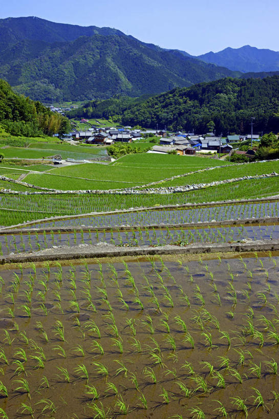 无人,家,农田,竖图,室外,白天,正面,旅游,度假,农业,庄稼,农作物,美景,山,山脉,植物,日本,亚洲,房屋,屋子,稻田,景观,山峰,山峦,娱乐,楼房,住宅,树,树木,蓝色,绿色,蓝天,天空,自然,群山,天,享受,休闲,景色,放松,生长,晴朗,成长,自然风光,东亚,本州,万里无云,本州岛,日本国,中部地方,岐阜,岐阜县,晴空,晴空万里,彩图,耕地,庄稼田,房子
