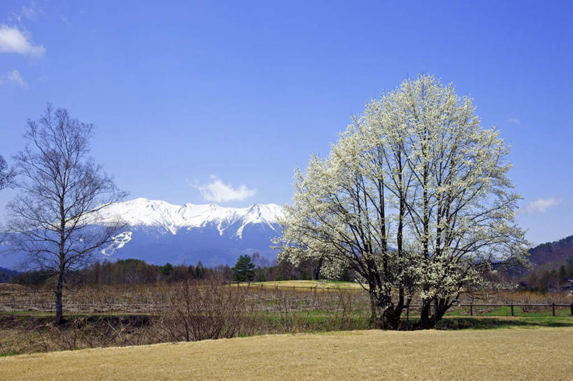 无人,栏杆,横图,室外,白天,仰视,旅游,度假,美景,山,山脉,雪,植物,大雪,道路,路,长野县,日本,亚洲,积雪,景观,山峰,雪景,冬季,冬天,围栏,小路,交通,山峦,娱乐,护栏,树,树木,蓝色,绿色,蓝天,天空,自然,群山,天,享受,休闲,景色,放松,寒冷,乡间小路,生长,晴朗,成长,自然风光,东亚,本州,万里无云,本州岛,日本国,中部地方,长野,严寒,晴空,晴空万里,彩图,低角度拍摄