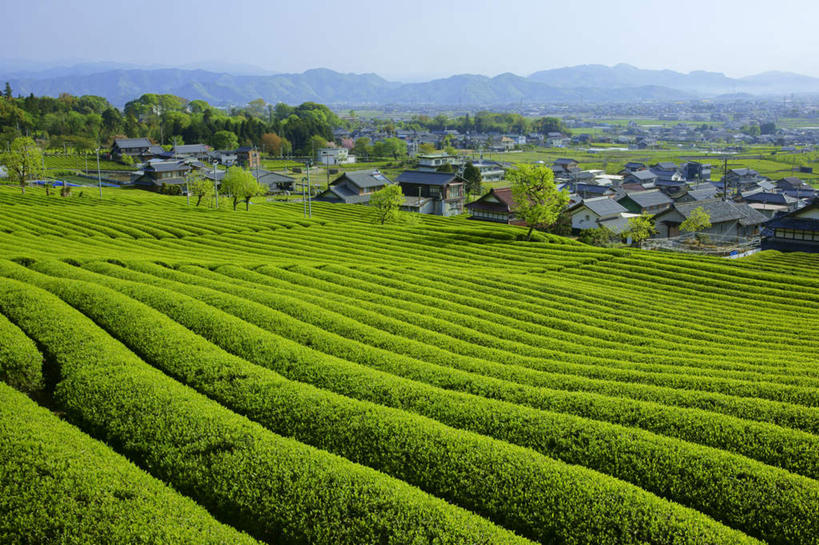 无人,家,横图,俯视,室外,白天,旅游,度假,幸福,美景,山,山脉,植物,茶,日本,亚洲,房屋,屋子,景观,山峰,城镇,茶叶,山峦,娱乐,茶园,楼房,住宅,树,树木,蓝色,绿色,蓝天,天空,自然,群山,天,享受,休闲,温馨,景色,放松,乐趣,生长,晴朗,成长,提神,舒适,自然风光,醒脑,东亚,本州,万里无云,本州岛,日本国,中部地方,岐阜,岐阜县,茶山,晴空,晴空万里,彩图,高角度拍摄,房子