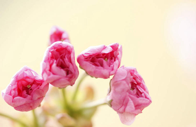 无人,横图,室内,特写,白天,正面,植物,樱花,静物,五朵,许多,阴影,黄色背景,朦胧,模糊,光线,影子,粉红,花蕾,花瓣,花朵,花卉,鲜花,粉色,阳光,花苞,摄影,影棚,仙樱花,福岛樱,青肤樱,荆桃,彩图,影棚拍摄,拍摄