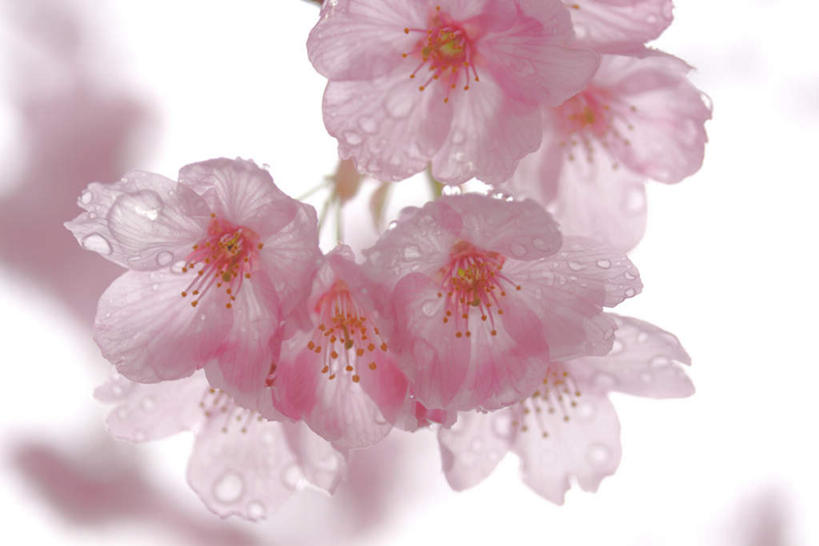 无人,横图,室内,特写,白天,白色背景,正面,植物,樱花,静物,许多,阴影,光线,影子,粉红,花蕾,花瓣,花朵,花卉,鲜花,粉色,阳光,花苞,摄影,影棚,仙樱花,福岛樱,青肤樱,荆桃,彩图,影棚拍摄,拍摄