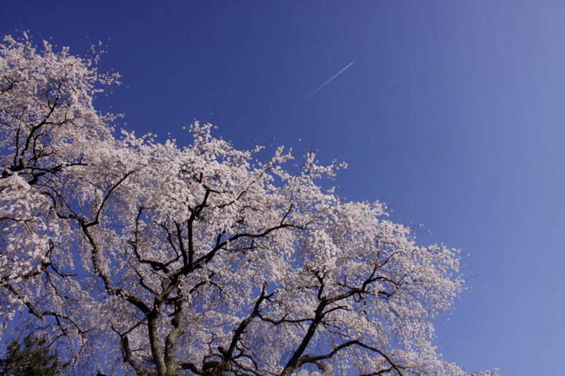 无人,横图,室外,白天,正面,旅游,度假,流星,美景,植物,樱花,一棵,许多,盛开,景观,樱花树,枝条,文化,娱乐,花,花瓣,花朵,花卉,鲜花,树,树干,树木,树枝,绿色,蓝天,天空,自然,天,花蕊,祈祷,享受,休闲,景色,放松,许愿,生长,成长,祈求,天体,天文,自然风光,天文学,仙樱花,福岛樱,青肤樱,荆桃,彩图