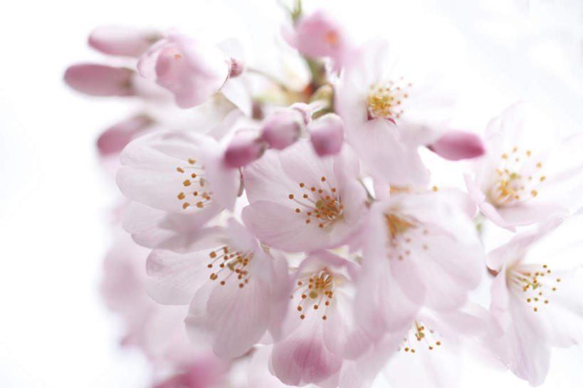 无人,横图,室内,白天,白色背景,正面,植物,樱花,静物,许多,阴影,盛开,光线,影子,粉红,花,花瓣,花朵,花卉,鲜花,粉色,阳光,花蕊,摄影,影棚,仙樱花,福岛樱,青肤樱,荆桃,彩图,影棚拍摄,拍摄