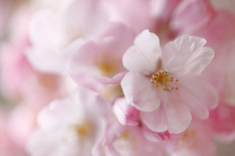 无人,横图,室内,白天,白色背景,正面,植物,樱花,静物,许多,阴影,盛开,光线,影子,粉红,花,花瓣,花朵,花卉,鲜花,粉色,阳光,花蕊,摄影,影棚,仙樱花,福岛樱,青肤樱,荆桃,彩图,影棚拍摄,拍摄