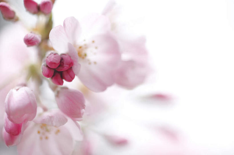 无人,横图,室内,白天,白色背景,正面,植物,樱花,静物,许多,阴影,盛开,光线,影子,粉红,花,花瓣,花朵,花卉,鲜花,粉色,阳光,花蕊,摄影,影棚,仙樱花,福岛樱,青肤樱,荆桃,彩图,影棚拍摄,拍摄