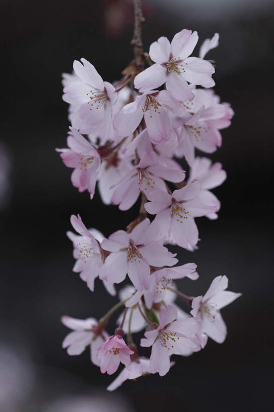 无人,竖图,室外,白天,仰视,美景,植物,樱花,静物,许多,阴影,盛开,光线,影子,景观,粉红,花,花瓣,花朵,花卉,鲜花,粉色,天空,阳光,自然,天,花蕊,景色,自然风光,仙樱花,福岛樱,青肤樱,荆桃,彩图,低角度拍摄