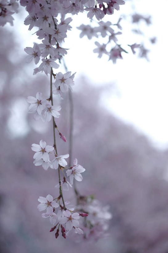 无人,竖图,室外,白天,仰视,美景,植物,樱花,静物,许多,阴影,盛开,光线,影子,景观,粉红,花,花瓣,花朵,花卉,鲜花,粉色,蓝色,蓝天,天空,阳光,自然,天,花蕊,景色,晴朗,自然风光,万里无云,仙樱花,福岛樱,青肤樱,晴空,晴空万里,荆桃,彩图,低角度拍摄