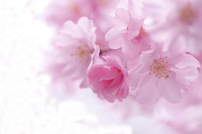 无人,横图,室外,白天,仰视,美景,植物,樱花,静物,许多,阴影,盛开,光线,影子,景观,粉红,花,花瓣,花朵,花卉,鲜花,粉色,蓝色,蓝天,天空,阳光,自然,天,花蕊,景色,晴朗,自然风光,万里无云,仙樱花,福岛樱,青肤樱,晴空,晴空万里,荆桃,彩图,低角度拍摄