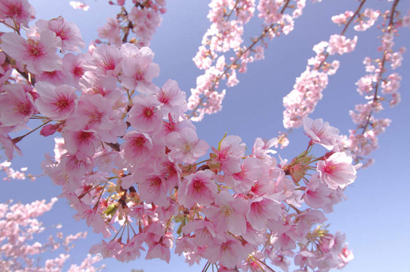 无人,横图,室外,白天,仰视,旅游,度假,美景,植物,樱花,许多,朦胧,模糊,景观,花蕾,娱乐,花瓣,花朵,花卉,鲜花,蓝色,蓝天,天空,自然,天,花苞,享受,休闲,景色,放松,晴朗,自然风光,万里无云,仙樱花,福岛樱,青肤樱,晴空,晴空万里,荆桃,彩图,低角度拍摄