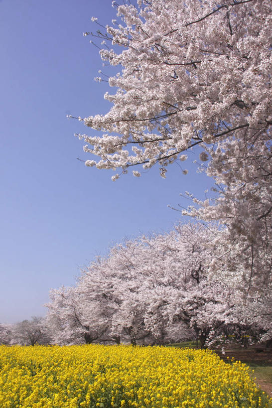 无人,竖图,室外,白天,仰视,旅游,度假,美景,树林,植物,樱花,东京,日本,亚洲,许多,阴影,光线,影子,景观,娱乐,树,树木,蓝色,绿色,蓝天,天空,阳光,自然,天,油菜花,享受,休闲,景色,放松,生长,晴朗,成长,自然风光,东亚,本州,万里无云,关东地方,本州岛,日本国,东京都,仙樱花,福岛樱,青肤樱,晴空,晴空万里,荆桃,彩图,低角度拍摄,芸苔,芸薹