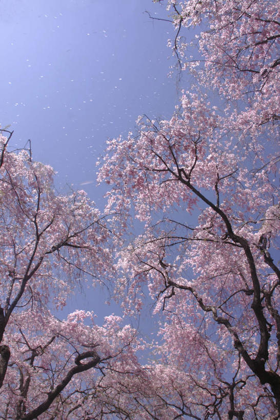 无人,竖图,室外,白天,仰视,旅游,度假,美景,树林,植物,樱花,东京,日本,亚洲,许多,阴影,光线,影子,景观,娱乐,树,树木,蓝色,绿色,蓝天,天空,阳光,自然,天,享受,休闲,景色,放松,生长,晴朗,成长,自然风光,东亚,本州,万里无云,关东地方,本州岛,日本国,东京都,仙樱花,福岛樱,青肤樱,晴空,晴空万里,荆桃,彩图,低角度拍摄