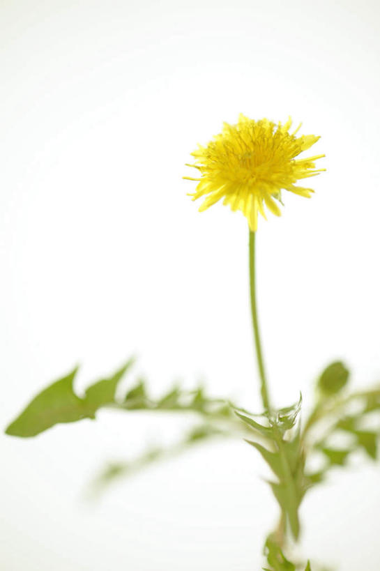 无人,竖图,室内,特写,白天,白色背景,正面,爱情,植物,蒲公英,静物,叶子,盛开,绿叶,花,花瓣,花朵,花卉,鲜花,一朵,花蕊,嫩叶,摄影,影棚,开朗,叶,叶片,蒲公草,尿床草,彩图,影棚拍摄,拍摄