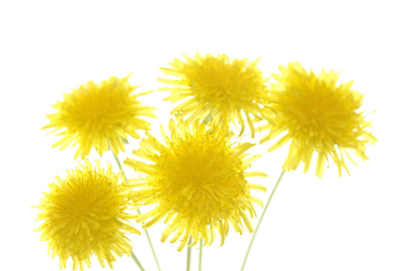 无人,横图,室内,特写,白天,白色背景,正面,爱情,植物,蒲公英,静物,五朵,许多,盛开,花,花瓣,花朵,花卉,鲜花,花蕊,摄影,影棚,开朗,蒲公草,尿床草,彩图,影棚拍摄,拍摄