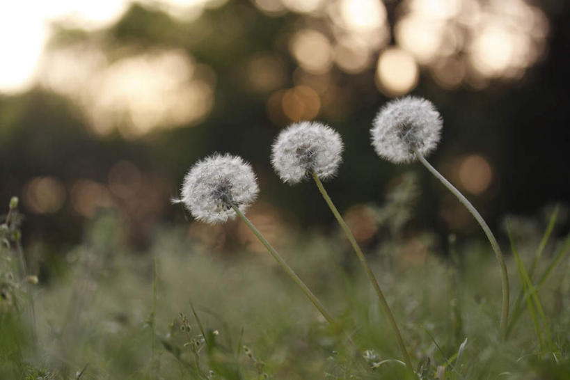 无人,横图,俯视,室外,特写,白天,爱情,草地,植物,蒲公英,静物,三朵,许多,朦胧,模糊,盛开,草,花,花瓣,花朵,花卉,鲜花,蓝色,绿色,白色,蓝天,天空,天,花蕊,晴朗,万里无云,开朗,晴空,晴空万里,蒲公草,尿床草,彩图,高角度拍摄