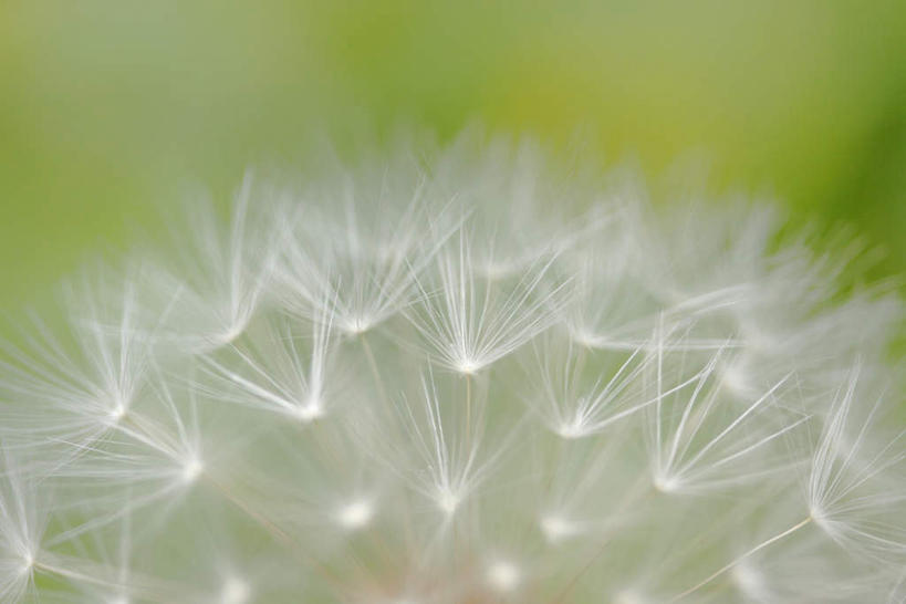 无人,横图,俯视,室外,特写,白天,爱情,草地,草坪,植物,蒲公英,静物,许多,朦胧,模糊,盛开,草,花,花瓣,花朵,花卉,鲜花,绿色,花蕊,开朗,蒲公草,尿床草,彩图,高角度拍摄