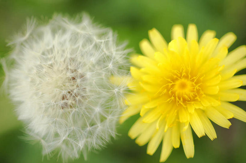 无人,横图,俯视,室外,特写,白天,爱情,草地,草坪,植物,蒲公英,静物,许多,盛开,草,花,花瓣,花朵,花卉,鲜花,两朵,黄色,绿色,白色,花蕊,开朗,蒲公草,尿床草,彩图,高角度拍摄
